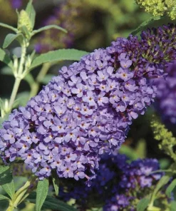Light Blue Buddleia Live Plant – Fragrant Butterfly Bush – 4-6 Inch Tall - Image 8