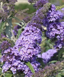Light Blue Buddleia Live Plant – Fragrant Butterfly Bush – 4-6 Inch Tall - Image 9