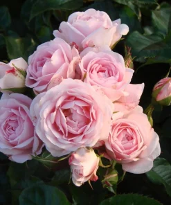 Light Pink Climbing Rose Plant Live, Fragrant Bush, 4-6 Inch Tall - Image 4