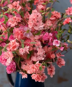 Light Salmon Clarkia Seeds - Wildflower for Gardens & Bouquets - 50 Seeds - Image 2