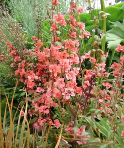 Light Salmon Clarkia Seeds - Wildflower for Gardens & Bouquets - 50 Seeds - Image 3