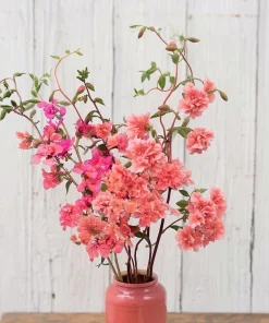 Light Salmon Clarkia Seeds - Wildflower for Gardens & Bouquets - 50 Seeds - Image 4