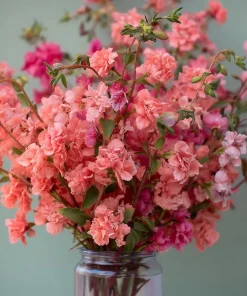 Light Salmon Clarkia Seeds - Wildflower for Gardens & Bouquets - 50 Seeds - Image 1
