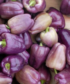 Lilac Bell Pepper Seeds - Sweet Mild Purple Capsicum Annuum - 100 Seeds - Image 10