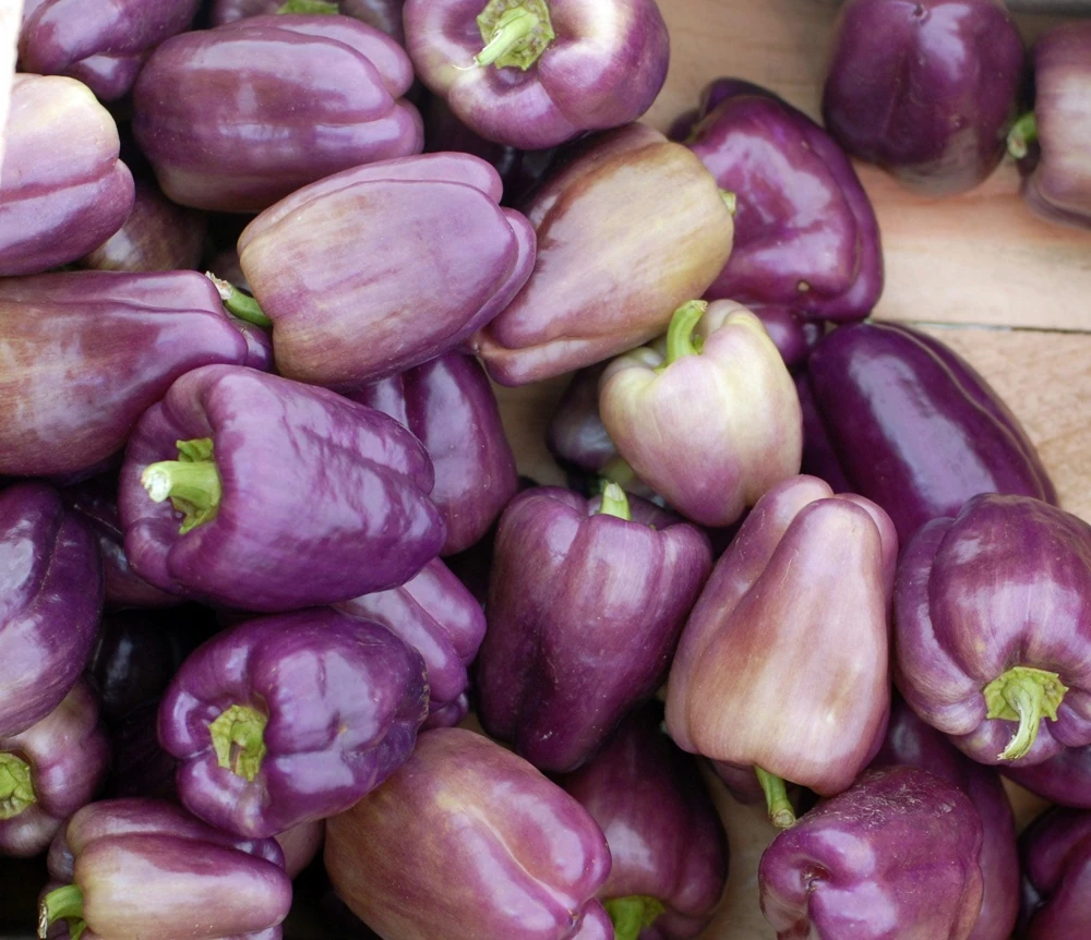 Lilac Bell Pepper Seeds - Sweet Mild Purple Capsicum Annuum - 100 Seeds - Image 10