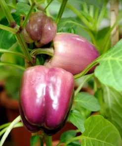 Lilac Bell Pepper Seeds - Sweet Mild Purple Capsicum Annuum - 100 Seeds - Image 2