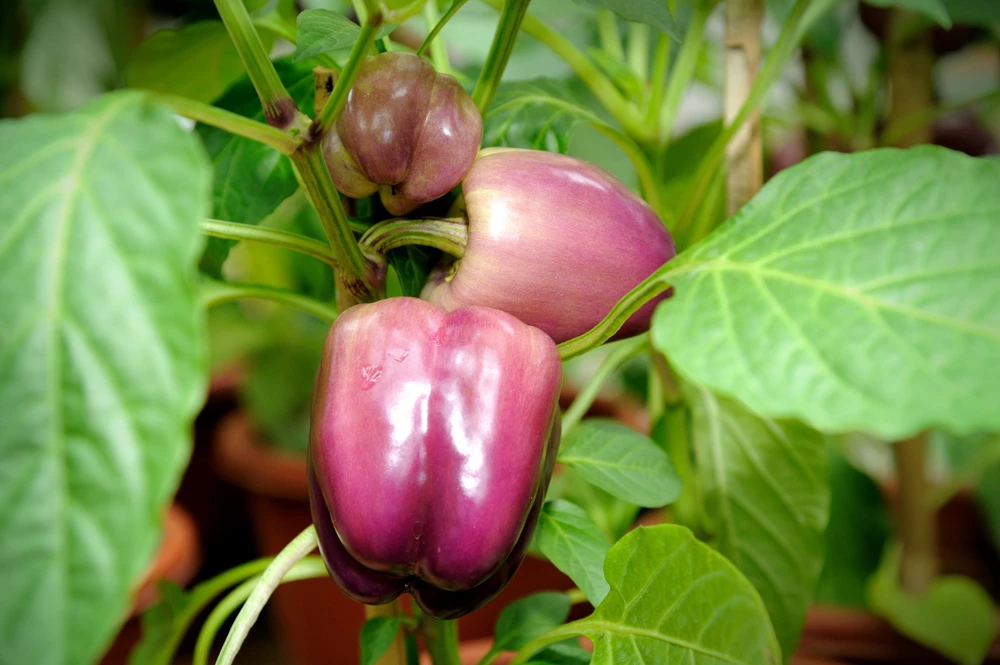 Lilac Bell Pepper Seeds - Sweet Mild Purple Capsicum Annuum - 100 Seeds - Image 2