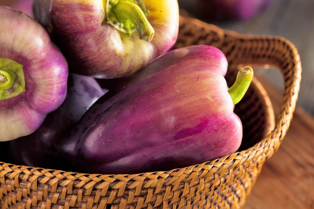 Lilac Bell Pepper Seeds - Sweet Mild Purple Capsicum Annuum - 100 Seeds - Image 3