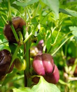 Lilac Bell Pepper Seeds - Sweet Mild Purple Capsicum Annuum - 100 Seeds - Image 4