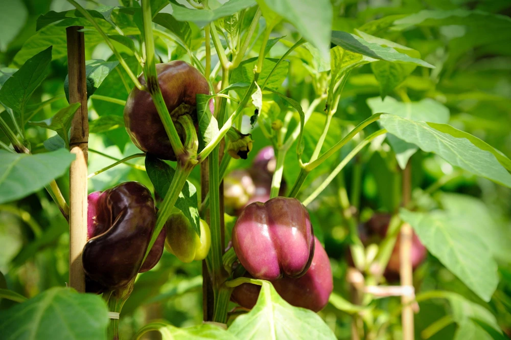 Lilac Bell Pepper Seeds - Sweet Mild Purple Capsicum Annuum - 100 Seeds - Image 4