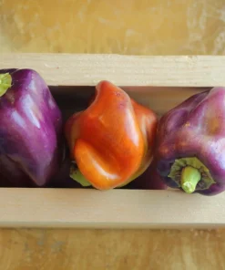 Lilac Bell Pepper Seeds - Sweet Mild Purple Capsicum Annuum - 100 Seeds - Image 5