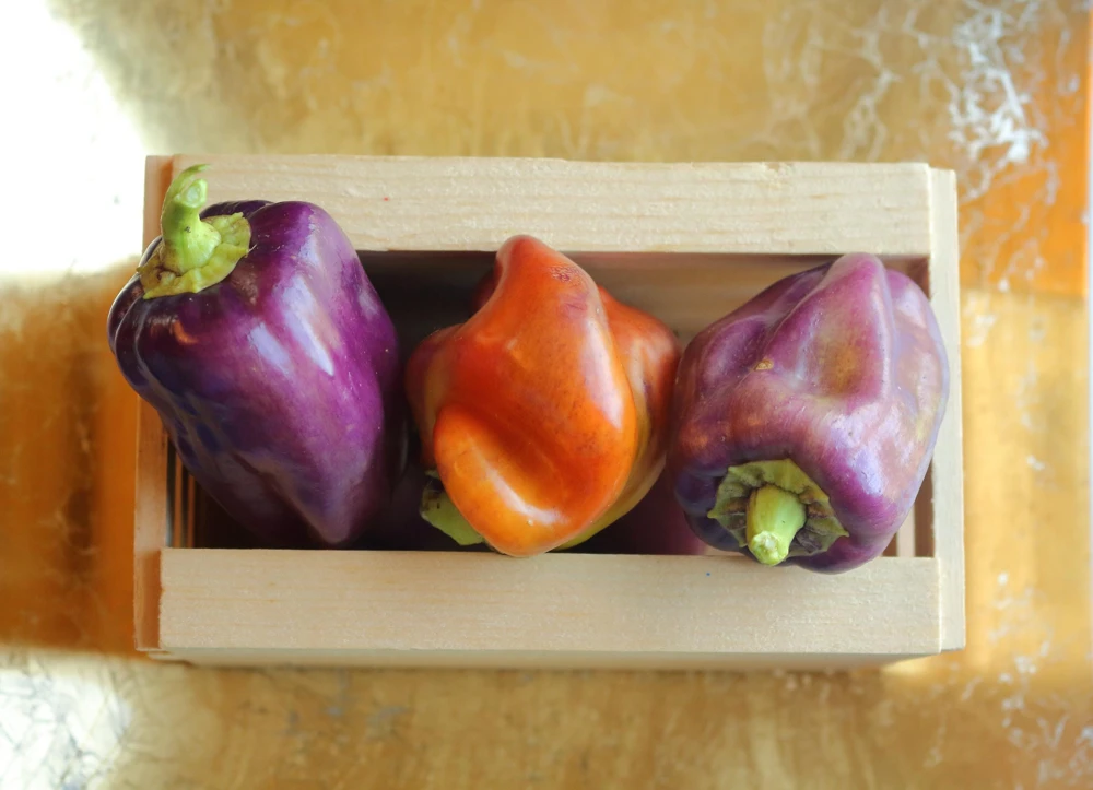 Lilac Bell Pepper Seeds - Sweet Mild Purple Capsicum Annuum - 100 Seeds - Image 5