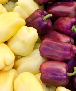 Lilac Bell Pepper Seeds - Sweet Mild Purple Capsicum Annuum - 100 Seeds - Image 6