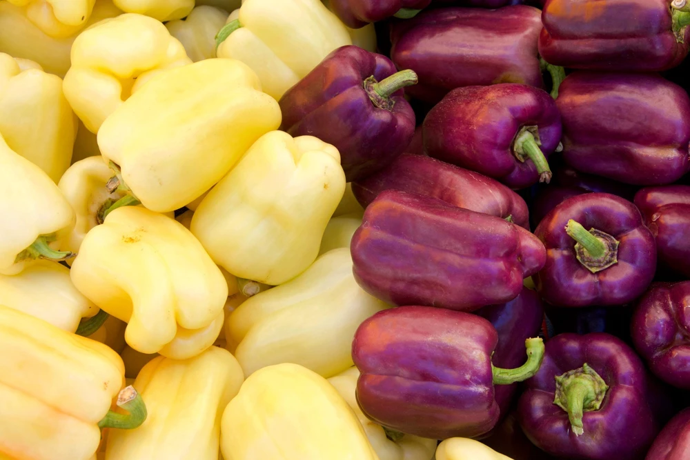 Lilac Bell Pepper Seeds - Sweet Mild Purple Capsicum Annuum - 100 Seeds - Image 6