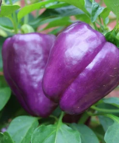 Lilac Bell Pepper Seeds - Sweet Mild Purple Capsicum Annuum - 100 Seeds - Image 8