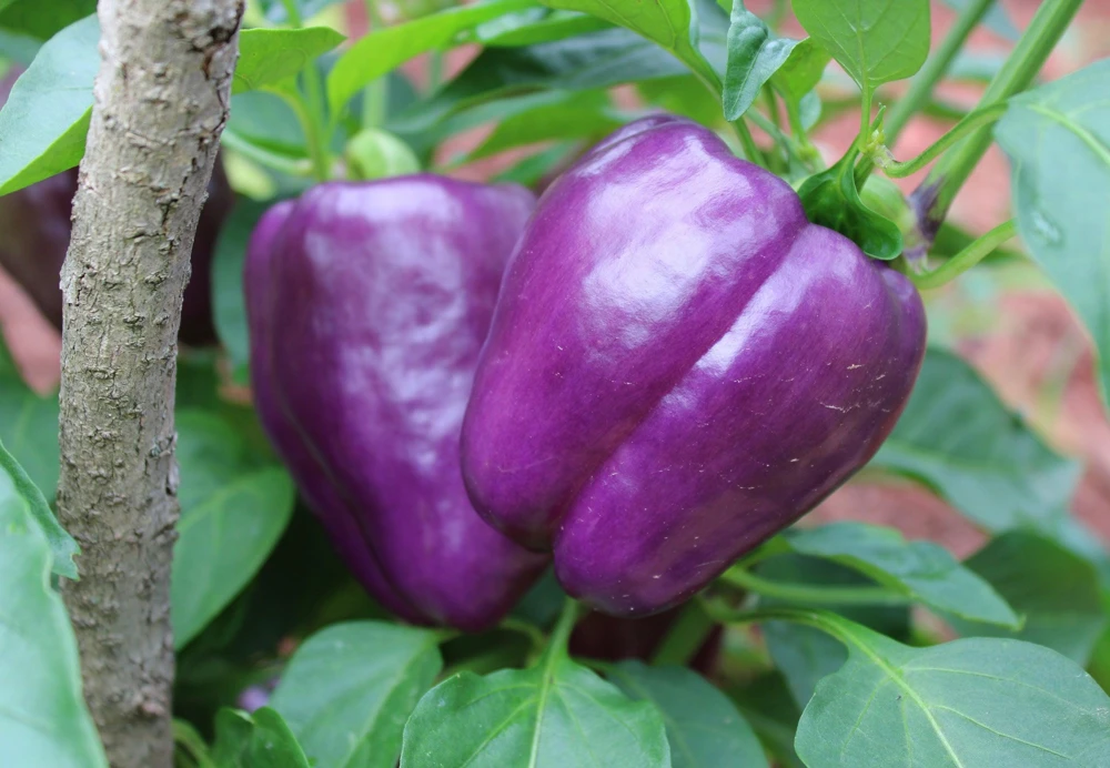Lilac Bell Pepper Seeds - Sweet Mild Purple Capsicum Annuum - 100 Seeds - Image 8