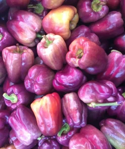 Lilac Bell Pepper Seeds - Sweet Mild Purple Capsicum Annuum - 100 Seeds - Image 1
