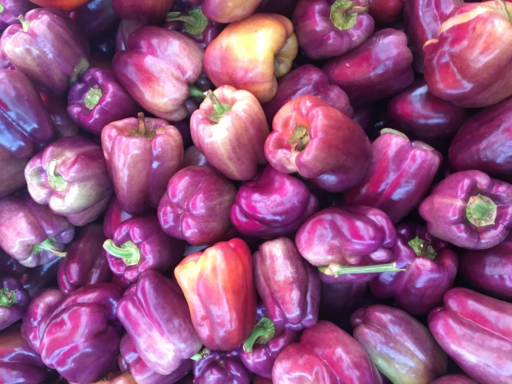 Lilac Bell Pepper Seeds - Sweet Mild Purple Capsicum Annuum - 100 Seeds - Image 1