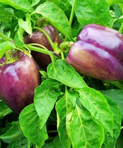 Lilac Bell Pepper Seeds - Sweet Mild Purple Capsicum Annuum - 100 Seeds - Image 9