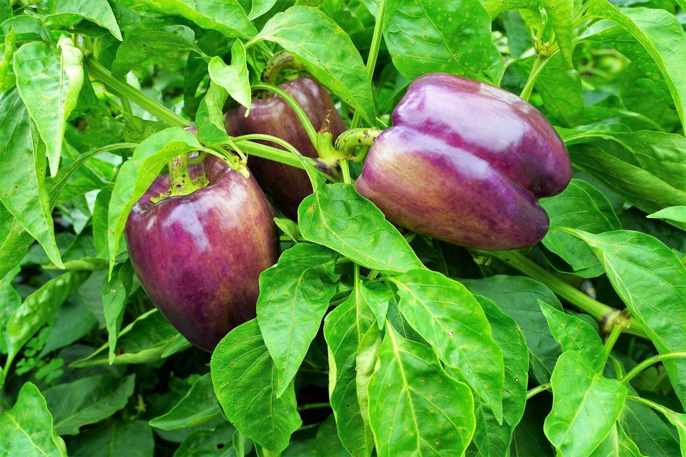 Lilac Bell Pepper Seeds - Sweet Mild Purple Capsicum Annuum - 100 Seeds - Image 9