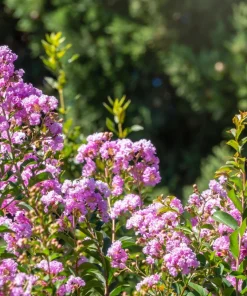 Lilac Crepe Myrtle Seeds - Lagerstroemia Indica - 35 Count - Light Purple Flowering Shrub - Image 10
