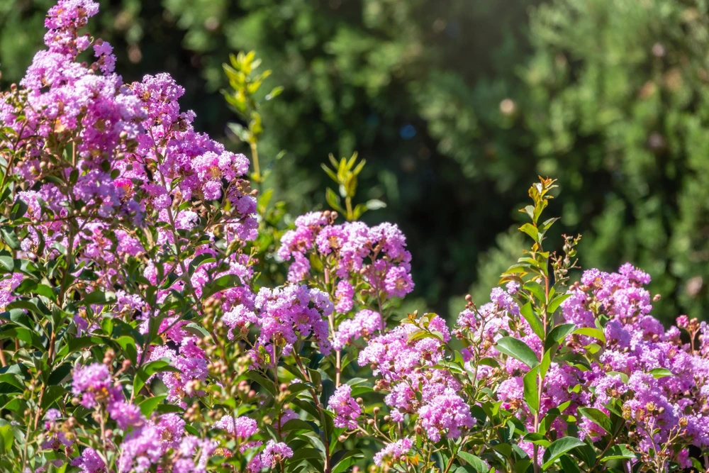 Lilac Crepe Myrtle Seeds - Lagerstroemia Indica - 35 Count - Light Purple Flowering Shrub - Image 10