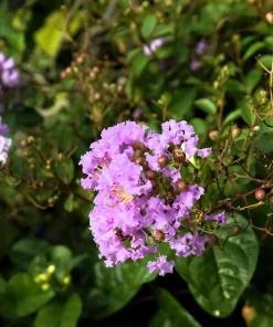 Lilac Crepe Myrtle Seeds - Lagerstroemia Indica - 35 Count - Light Purple Flowering Shrub - Image 11