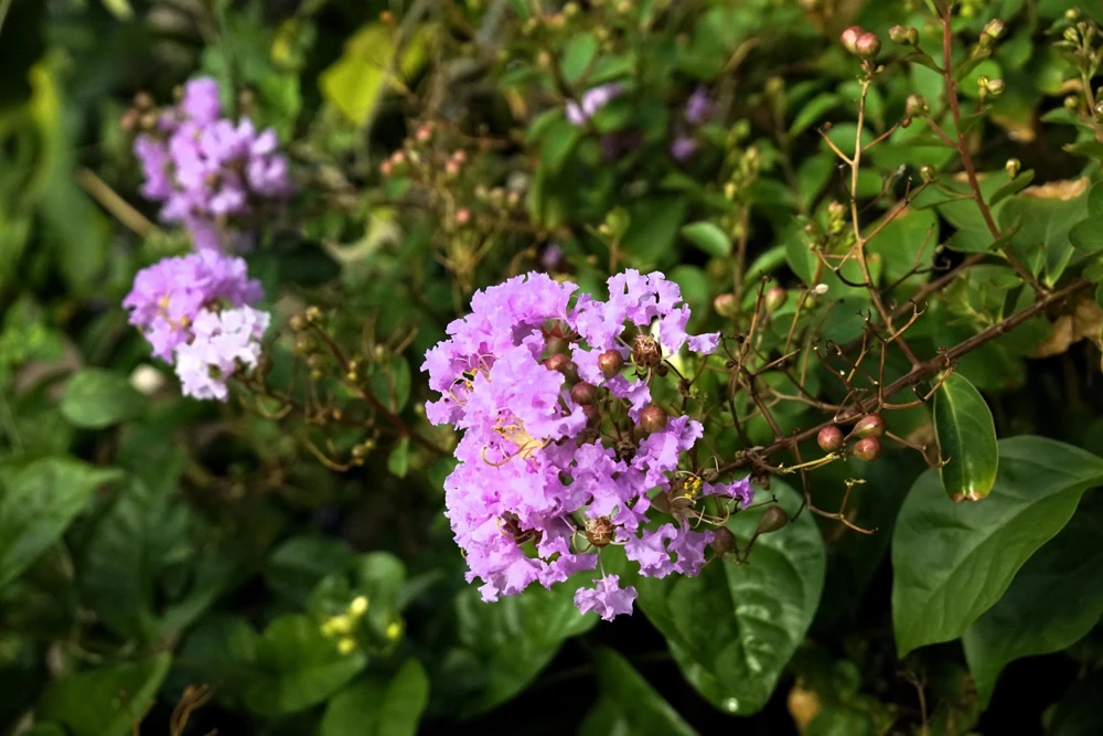 Lilac Crepe Myrtle Seeds - Lagerstroemia Indica - 35 Count - Light Purple Flowering Shrub - Image 11