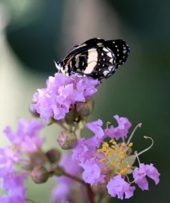 Lilac Crepe Myrtle Seeds - Lagerstroemia Indica - 35 Count - Light Purple Flowering Shrub - Image 12