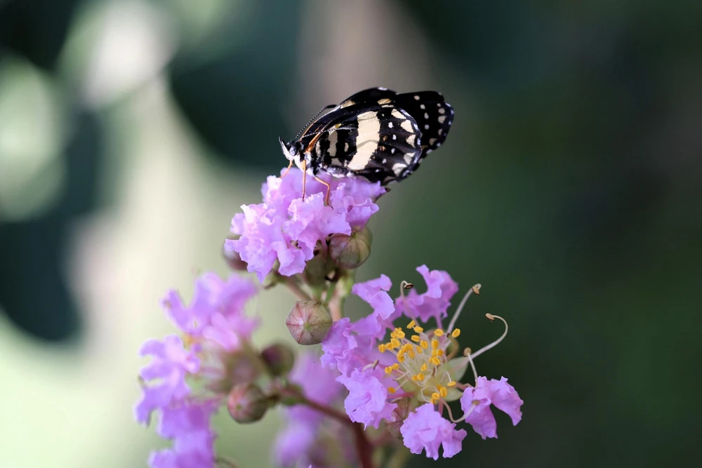 Lilac Crepe Myrtle Seeds - Lagerstroemia Indica - 35 Count - Light Purple Flowering Shrub - Image 12