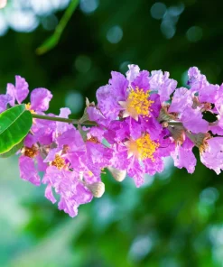 Lilac Crepe Myrtle Seeds - Lagerstroemia Indica - 35 Count - Light Purple Flowering Shrub - Image 13