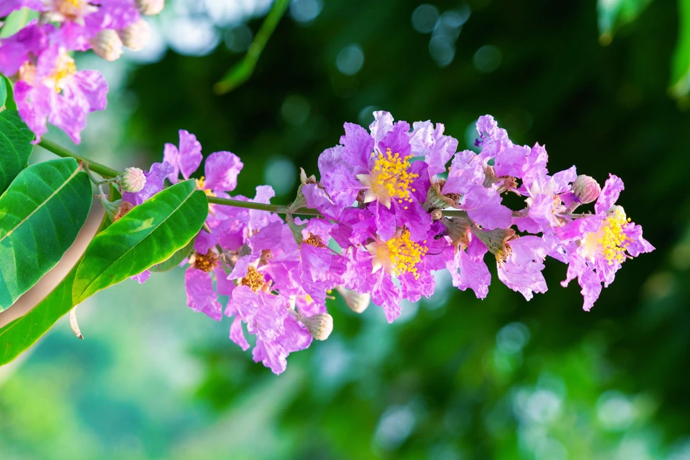 Lilac Crepe Myrtle Seeds - Lagerstroemia Indica - 35 Count - Light Purple Flowering Shrub - Image 13