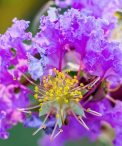 Lilac Crepe Myrtle Seeds - Lagerstroemia Indica - 35 Count - Light Purple Flowering Shrub - Image 2