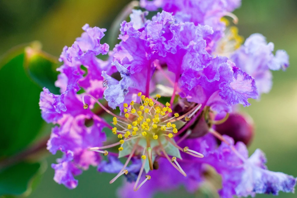 Lilac Crepe Myrtle Seeds - Lagerstroemia Indica - 35 Count - Light Purple Flowering Shrub - Image 2