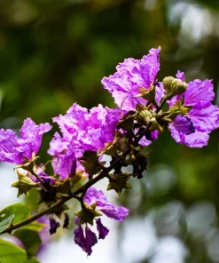 Lilac Crepe Myrtle Seeds - Lagerstroemia Indica - 35 Count - Light Purple Flowering Shrub - Image 3