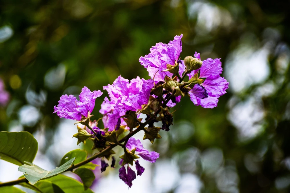 Lilac Crepe Myrtle Seeds - Lagerstroemia Indica - 35 Count - Light Purple Flowering Shrub - Image 3