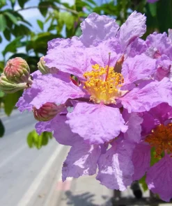 Lilac Crepe Myrtle Seeds - Lagerstroemia Indica - 35 Count - Light Purple Flowering Shrub - Image 4