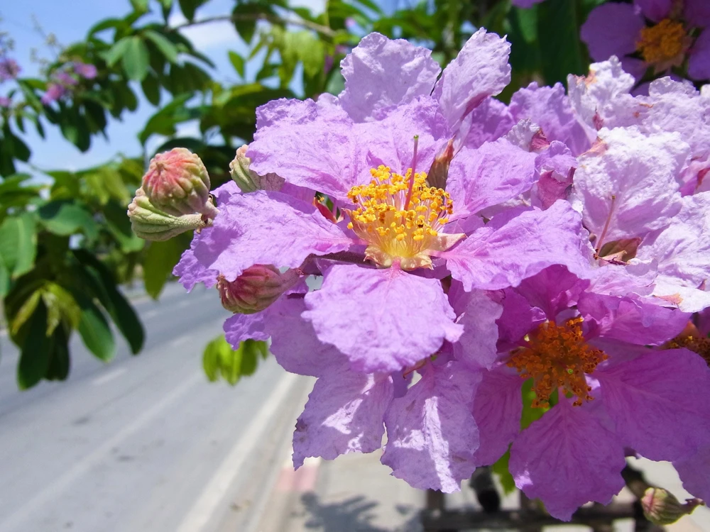 Lilac Crepe Myrtle Seeds - Lagerstroemia Indica - 35 Count - Light Purple Flowering Shrub - Image 4