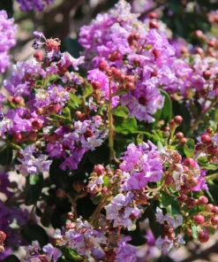 Lilac Crepe Myrtle Seeds - Lagerstroemia Indica - 35 Count - Light Purple Flowering Shrub - Image 5