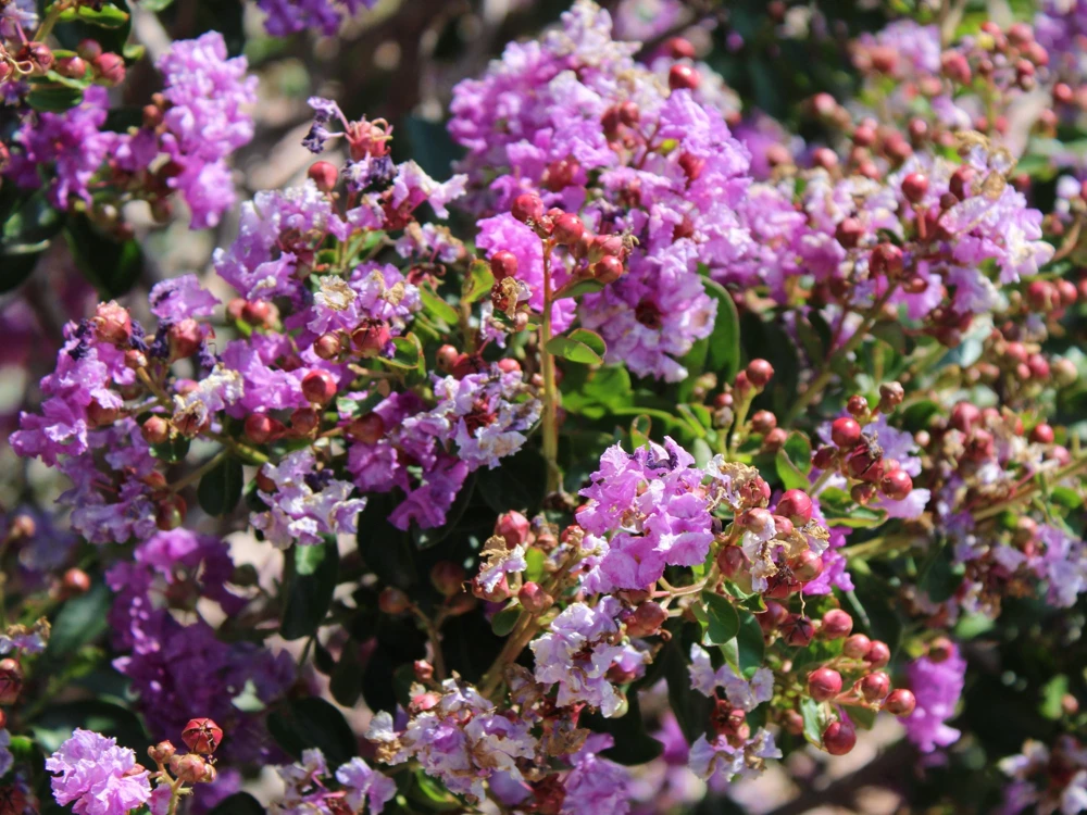 Lilac Crepe Myrtle Seeds - Lagerstroemia Indica - 35 Count - Light Purple Flowering Shrub - Image 5
