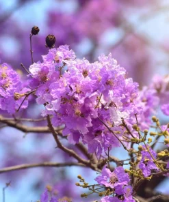 Lilac Crepe Myrtle Seeds - Lagerstroemia Indica - 35 Count - Light Purple Flowering Shrub - Image 6
