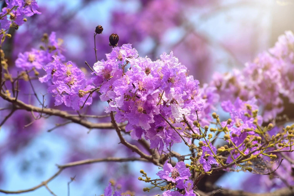 Lilac Crepe Myrtle Seeds - Lagerstroemia Indica - 35 Count - Light Purple Flowering Shrub - Image 6