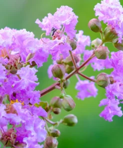 Lilac Crepe Myrtle Seeds - Lagerstroemia Indica - 35 Count - Light Purple Flowering Shrub - Image 7