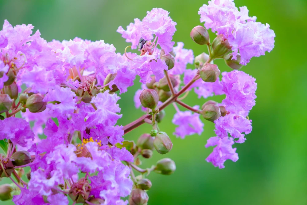 Lilac Crepe Myrtle Seeds - Lagerstroemia Indica - 35 Count - Light Purple Flowering Shrub - Image 7