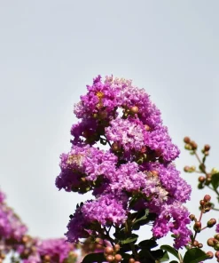Lilac Crepe Myrtle Seeds - Lagerstroemia Indica - 35 Count - Light Purple Flowering Shrub - Image 8