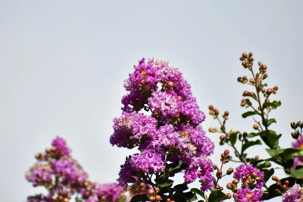 Lilac Crepe Myrtle Seeds - Lagerstroemia Indica - 35 Count - Light Purple Flowering Shrub - Image 8