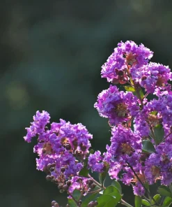 Lilac Crepe Myrtle Seeds - Lagerstroemia Indica - 35 Count - Light Purple Flowering Shrub - Image 9