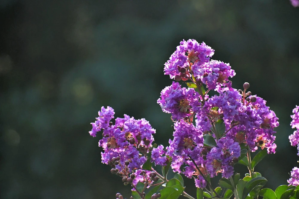 Lilac Crepe Myrtle Seeds - Lagerstroemia Indica - 35 Count - Light Purple Flowering Shrub - Image 9