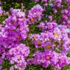 Lilac Crepe Myrtle Seeds - Lagerstroemia Indica - 35 Count - Light Purple Flowering Shrub - Image 1