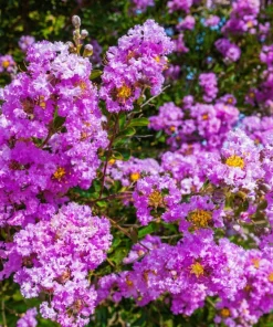 Lilac Crepe Myrtle Seeds - Lagerstroemia Indica - 35 Count - Light Purple Flowering Shrub - Image 1